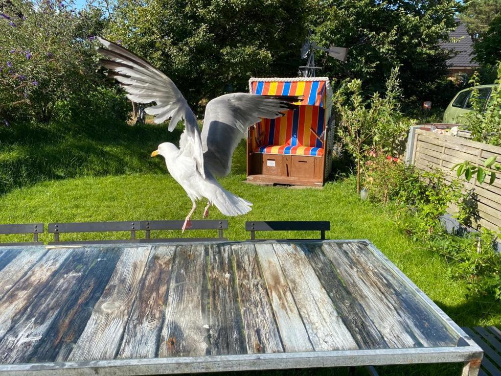 Esther * Norddorf auf Amrum